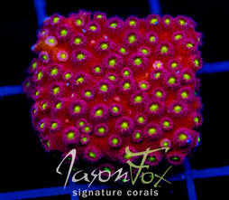 BLING BLING CYPHASTREA