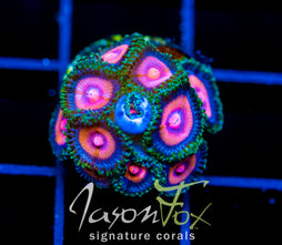 JF PUNCHED DRUNK ZOAS