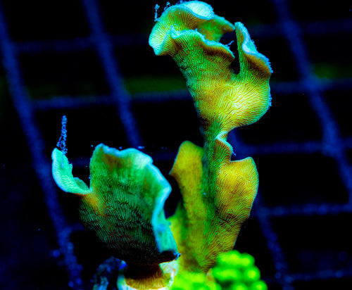 JF JUNGLE GYM BRANCHING LEPTO