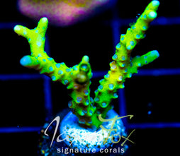BR GREEN GOBLIN ANACROPORA