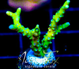 BR GREEN GOBLIN ANACROPORA