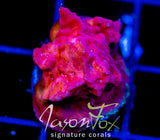 JF RASPBERRY ICE LEPTO