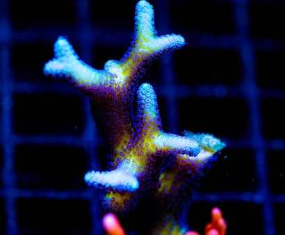 ORA BIRDS OF PARADISE BN