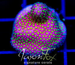 WWC ELECTRIC DAISY STYLO