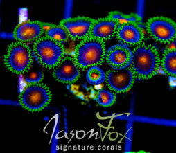 JF DRAGON EYES ZOAS