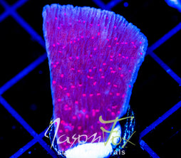 RRC RED ROSES  MONTI CAP