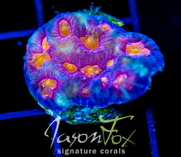 JF FANCY PANTS FAVIA