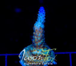 JF COOLERS CHAMPAGNE ACRO