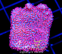 GB SEVEN HEAVENS MONTI