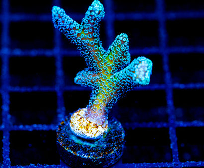 JF ENCHANTED FOREST BN