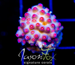 JF METEOR SHOWER CYPHASTREA