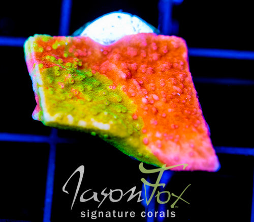 WWC GRAFTED MONTI CAP