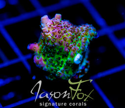 JF STRAWBERRY WINE ACRO