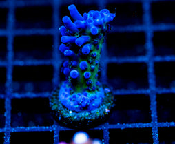 JF FRANKIES KRYPTONITE ACRO