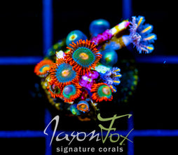 JF TANGERINE TWISTERS CLOVES COMBO