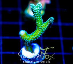 JF ENCHANTED FOREST BN