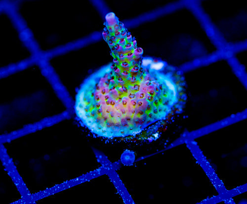 JF STRAWBERRY WINE ACRO COMBO