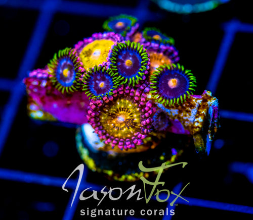 JF MOHICAN SUNS COMBO