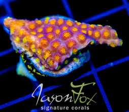 JF PARTY CRASHER CYPHASTREA