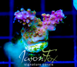 JF ZIPPER RIPPER ACRO