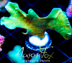 JF JUNGLE GYM BRANCHING LEPTO