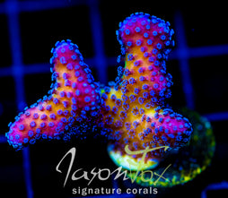 JF BUG OUT STYLO XL STYLO