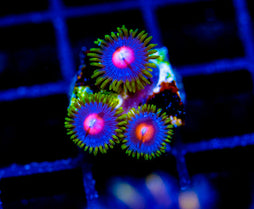 JF BIG BANG ZOA