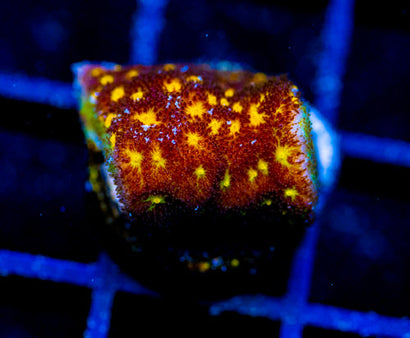 JF OUTER SPACE PSAMMACORA