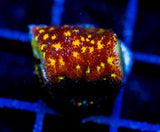 JF OUTER SPACE PSAMMACORA