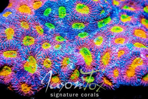 JASON FOX TROPICAL EXPRESS ACAN ECHINATA