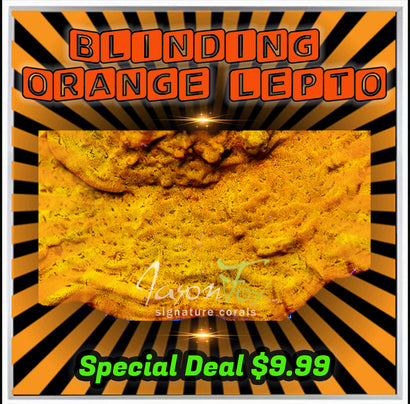 JASON FOX BLINDING ORANGE LEPTO  LIMIT 1 - MUST BUY ANOTHER CORAL FROM THE WEBSITE TO GET THE $9.99 DEAL )
