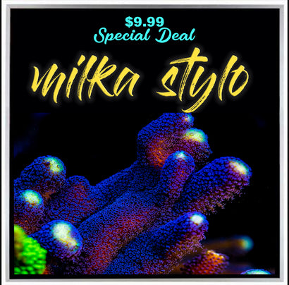SANJAY MILKA STYLOPHORA ( LIMIT 1 - MUST BUY ANOTHER CORAL FROM THE WEBSITE TO GET THE $9.99 DEAL )