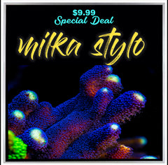SANJAY MILKA STYLOPHORA ( LIMIT 1 - MUST BUY ANOTHER CORAL FROM THE WEBSITE TO GET THE $9.99 DEAL )