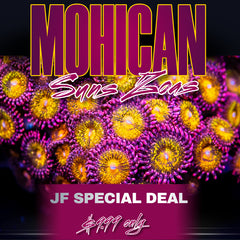 MOHICAN SUN ZOAS( LIMIT 1 - MUST BUY ANOTHER CORAL FROM THE WEBSITE TO GET THE $9.99 DEAL )
