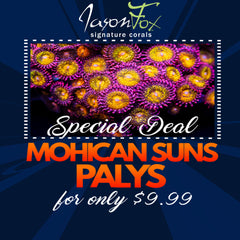 MOHICAN SUN ZOAS