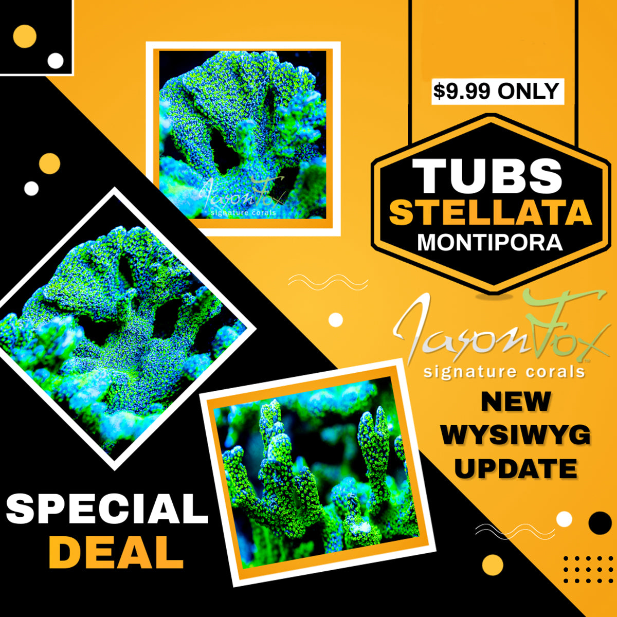 TUBS STELLATA MONTIPORA( LIMIT 1 - MUST BUY ANOTHER CORAL FROM THE
