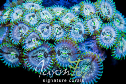 JASON FOX GOLDEN GIRLS PALY