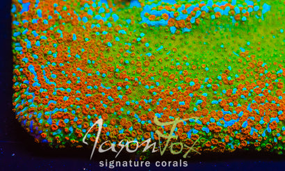 JASON FOX JACKPOT MONTIPORA