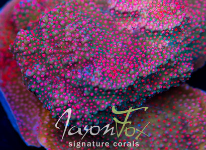 JASON FOX FRANKIE'S HOT PEPPER MONTIPORA CAP