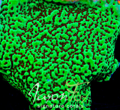 Chilli Pepper Montipora