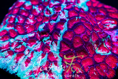 JASON FOX MASS DESTRUCTION FAVIA