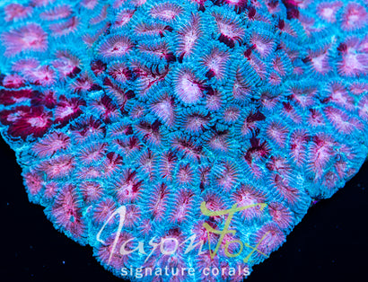 JASON FOX PUNKED OUT FAVIA