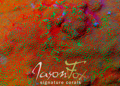 JASON FOX REVERSE SUNSET MONTIPORA