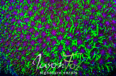 JASON FOX INFERNO GALAXIA