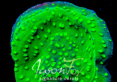 JASON FOX FIRE ECHINOPHORA