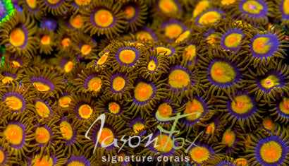 JASON FOX SUN FLOWER ZOAS