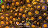 JASON FOX SUN FLOWER ZOAS