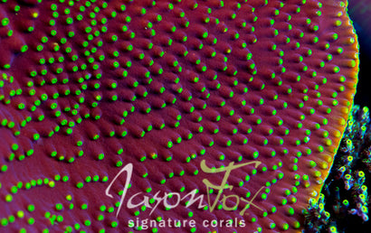 JASON FOX FLYING SAUCER SCROLL