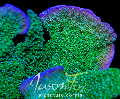 Original Leng Sy Purple Rim Montipora Cap – Jason Fox