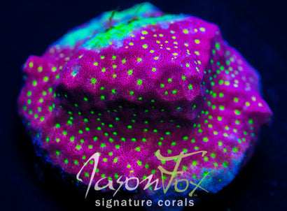 JASON FOX TIME WARP PSAMMOCORA